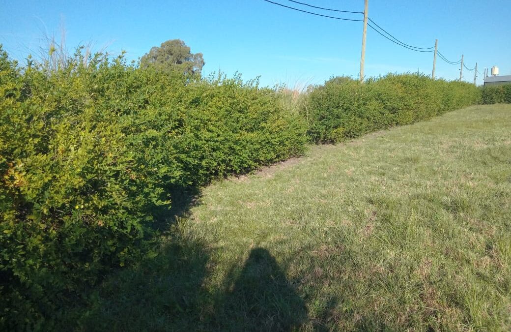 2 Terrenos Zona Colón – 3300 m2 c/u –